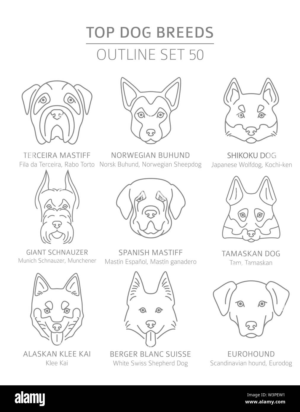 Top cane razze. Caccia, pastore e compagno di set di cani. Pet raccolta di contorno. Illustrazione Vettoriale Illustrazione Vettoriale