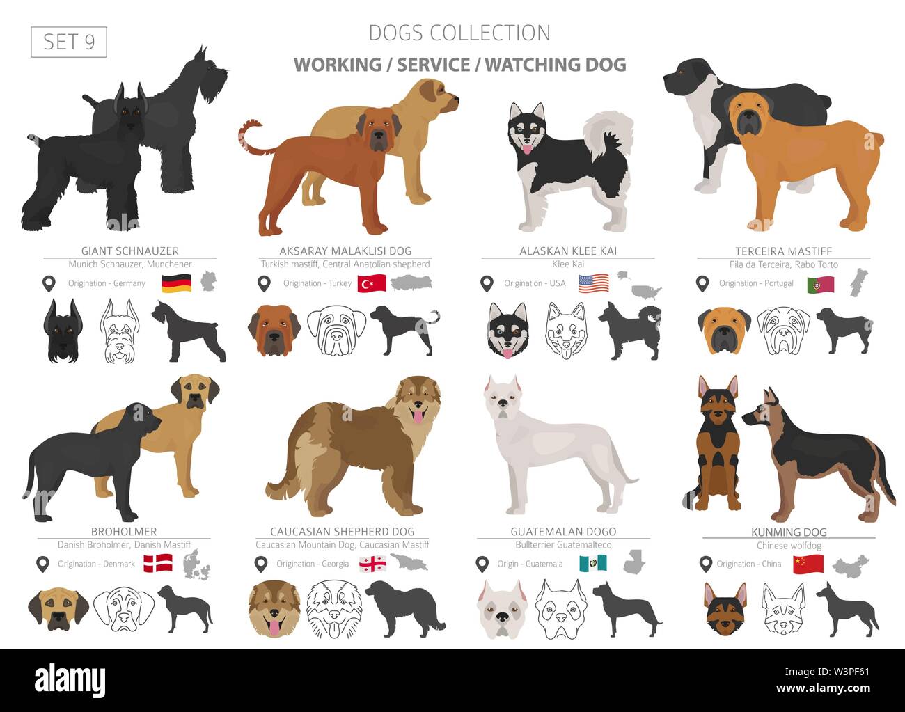 Lavoro, servizio e guardare i cani raccolta isolati su bianco. In stile appartamento. Colore diverso e il paese di origine. Illustrazione Vettoriale Illustrazione Vettoriale