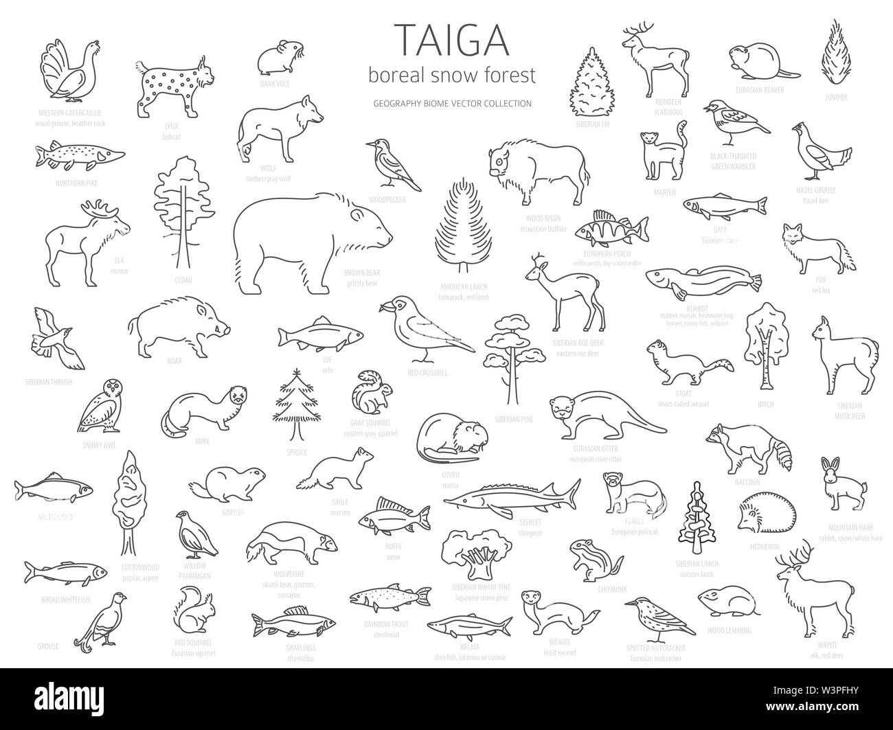 La Taiga biome, boreale foresta neve sottile linea semplice design. Ecosistema terrestre mappa del mondo. Animali, uccelli, pesci e piante ed infografico elementi. Vettore Illustrazione Vettoriale