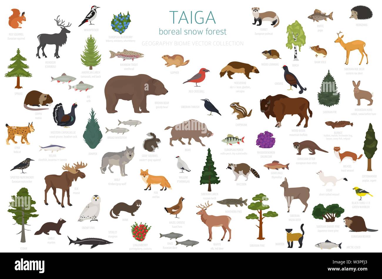 La Taiga biome, boreale foresta di neve. Ecosistema terrestre mappa del mondo. Animali, uccelli, pesci e piante ed infografico design. Illustrazione Vettoriale Illustrazione Vettoriale