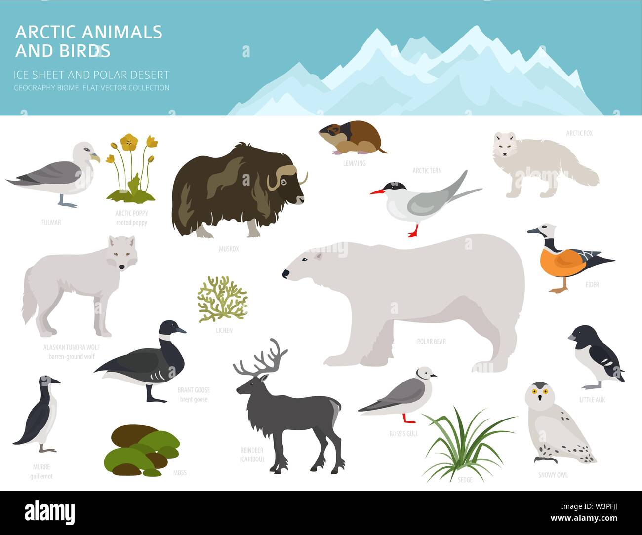 Lastra di ghiaccio polare e desert biome. Ecosistema terrestre mappa del mondo. Arctic animali, uccelli, pesci e piante ed infografico design. Illustrazione Vettoriale Illustrazione Vettoriale