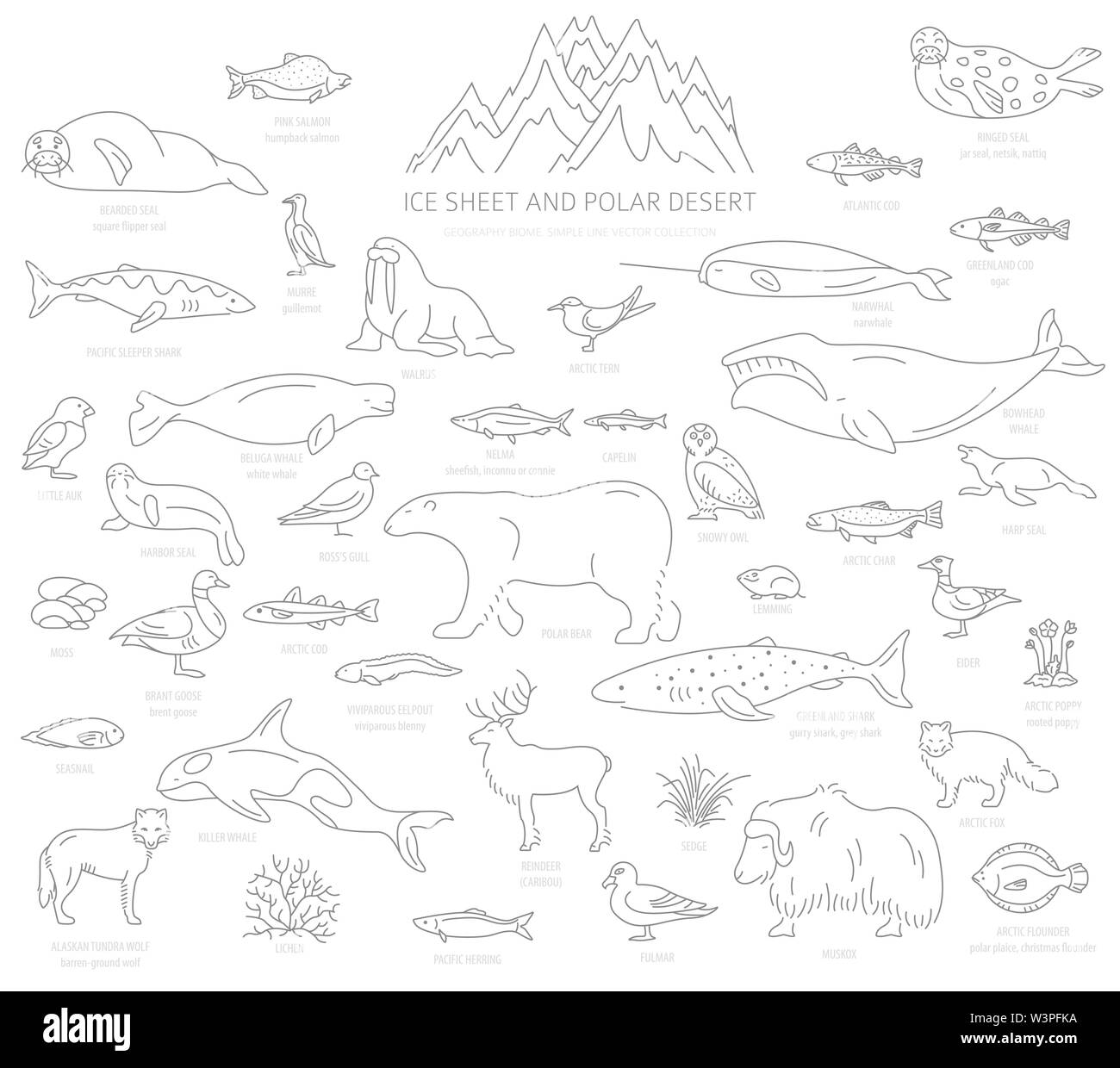 Lastra di ghiaccio polare e desert biome. Semplice Stile linea. Ecosistema terrestre mappa del mondo. Arctic animali, uccelli, pesci e piante ed infografico design. Vecto Illustrazione Vettoriale