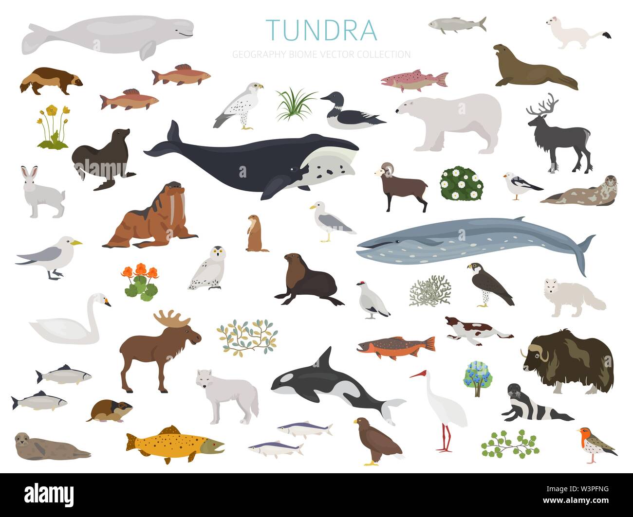 Biome Tundra. Ecosistema terrestre mappa del mondo. Arctic animali, uccelli, pesci e piante ed infografico design. Illustrazione Vettoriale Illustrazione Vettoriale