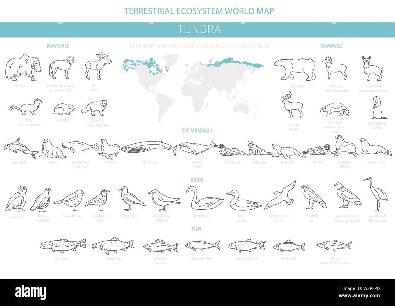 Biome Tundra. Semplice Stile linea. Ecosistema terrestre mappa del mondo. Arctic animali, uccelli, pesci e piante ed infografico design. Illustrazione Vettoriale Illustrazione Vettoriale
