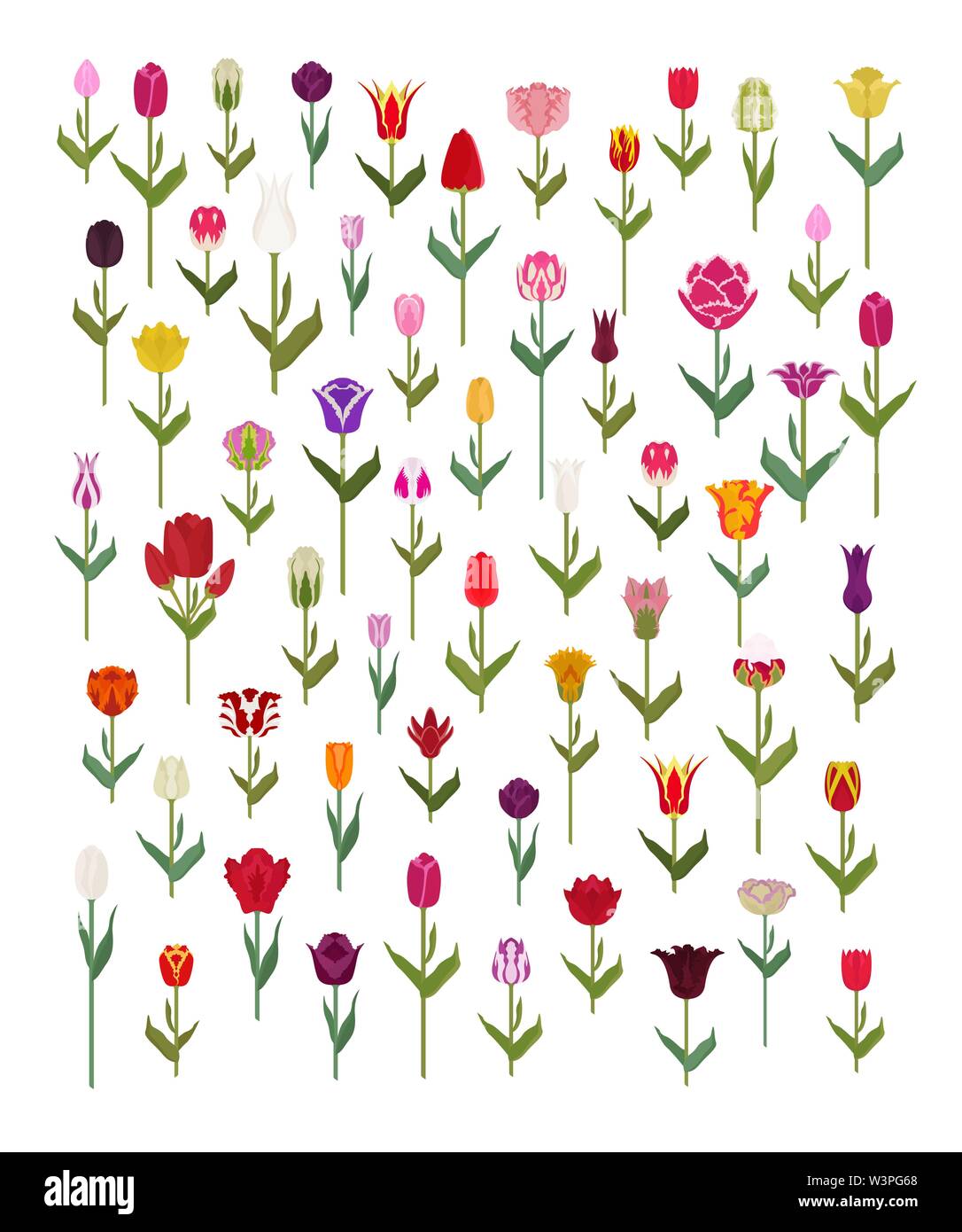 Tulip varietà flat icon set. Giardino di fiori e di piante di casa una infografica. Illustrazione Vettoriale Illustrazione Vettoriale