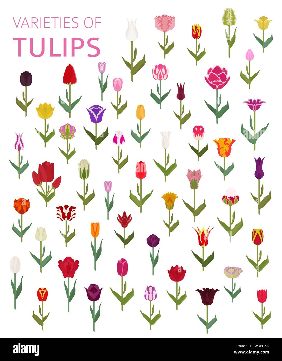 Tulip varietà flat icon set. Giardino di fiori e di piante di casa una infografica. Illustrazione Vettoriale Illustrazione Vettoriale