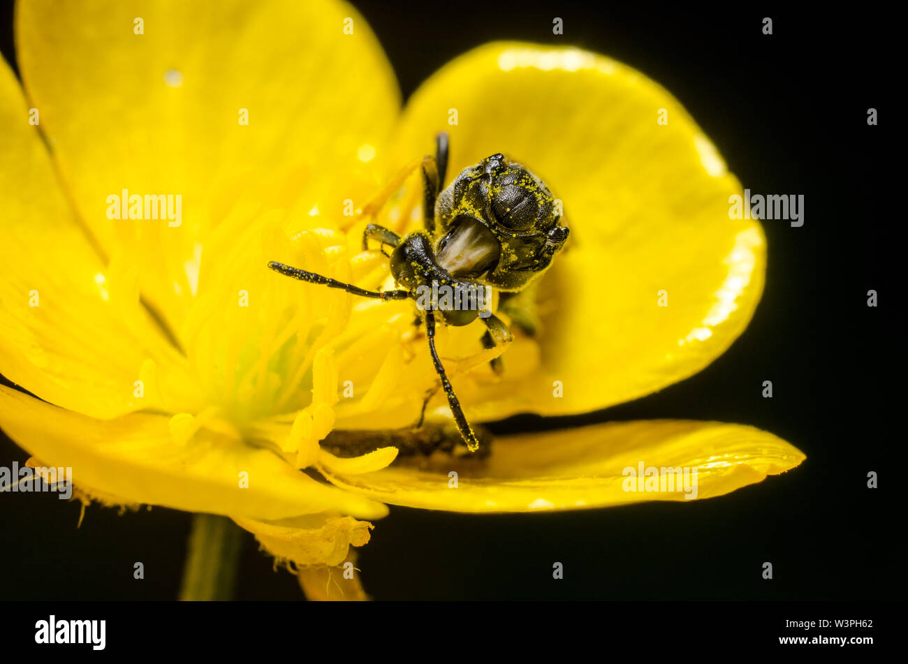 Imenotteri, wasp insetto in un fiore giallo Foto Stock