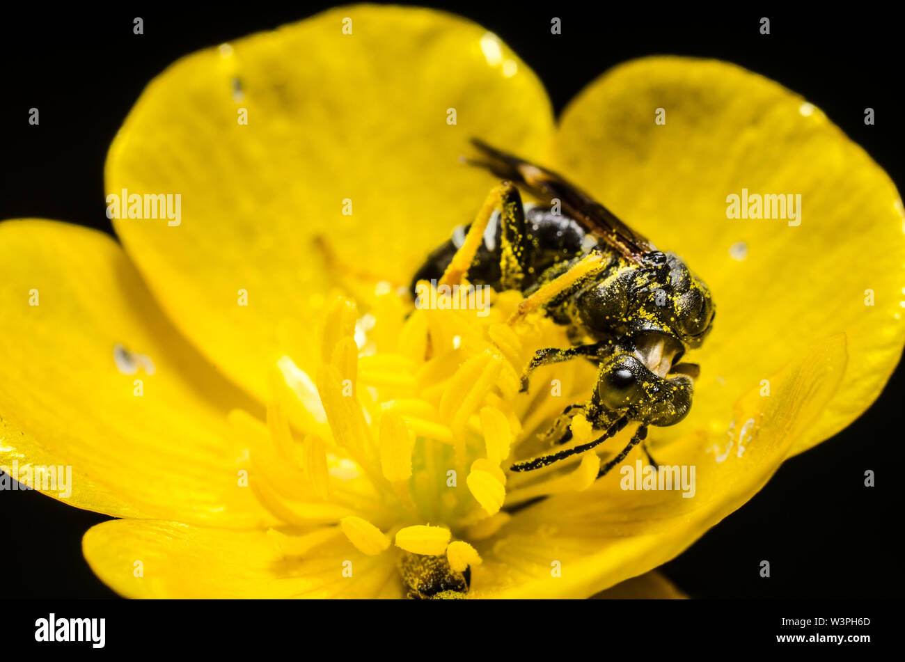 Imenotteri, wasp insetto in un fiore giallo Foto Stock