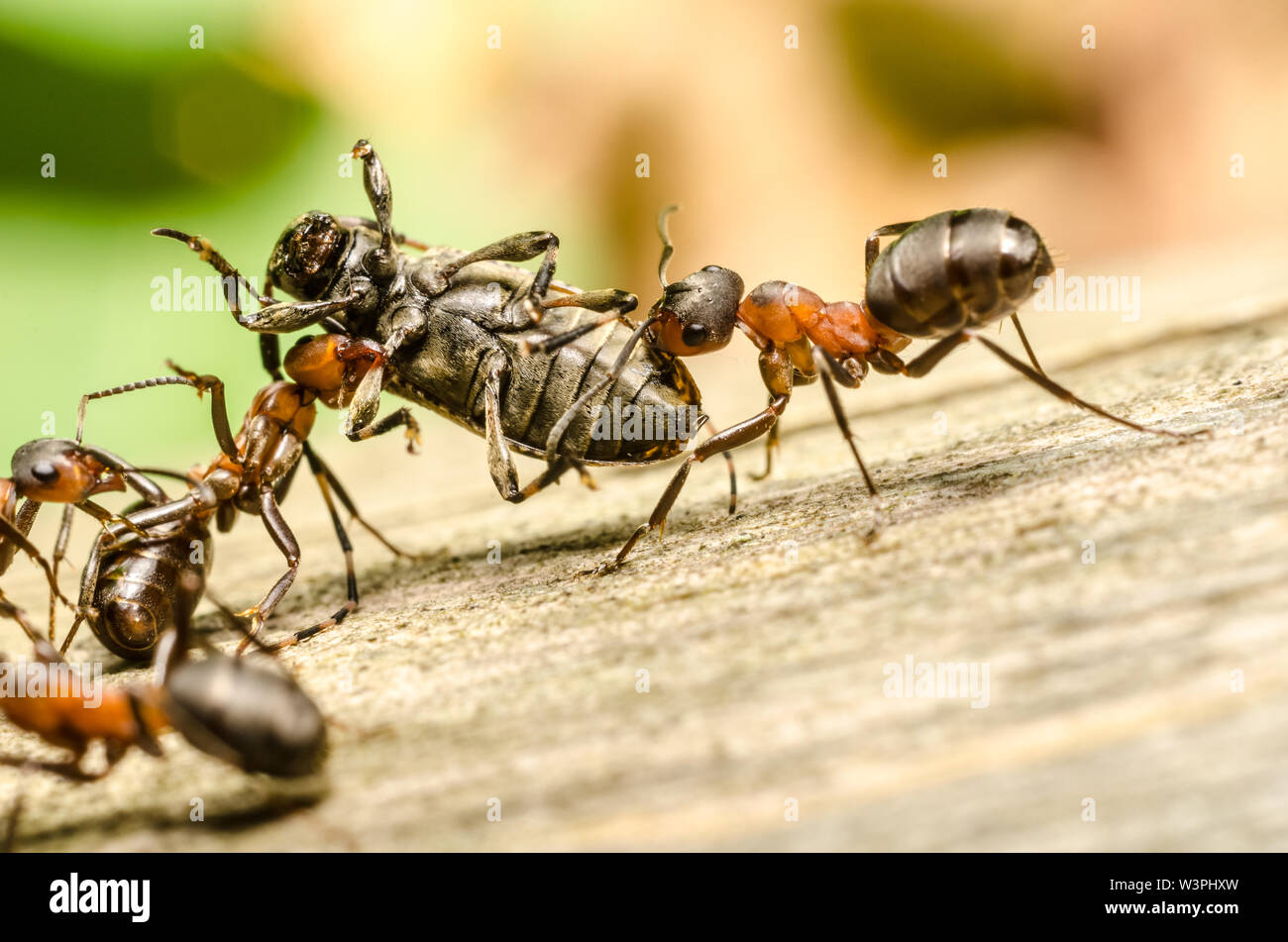 Formica rufa, formiche che attaccano un bug nella foresta, alimentando su insetto, Baviera, Germania, Europa occidentale Foto Stock