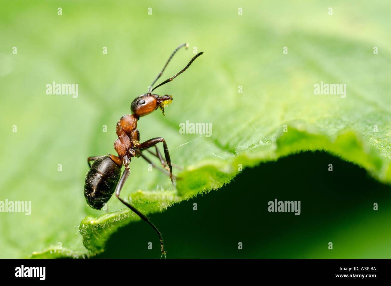 Formica rufa, macro di un falegname formica nella foresta su una foglia verde, Baviera, Germania, Europa Foto Stock