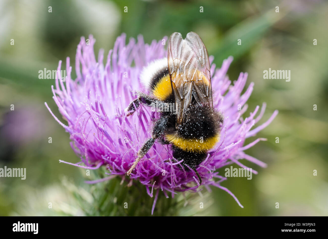 Bombus, Bombini, Bumblebee su un fiore viola Foto Stock