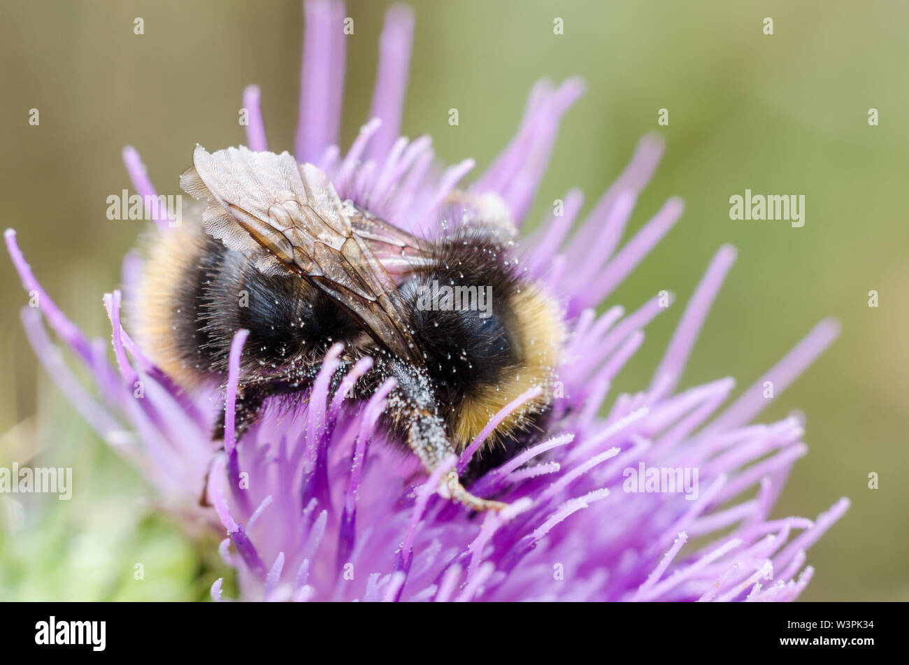 Bombus, Bombini, Bumblebee su un fiore viola Foto Stock