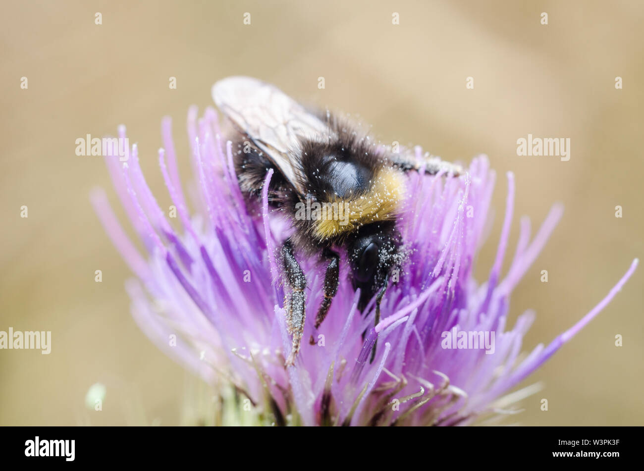 Bombus, Bombini, Bumblebee su un fiore viola Foto Stock