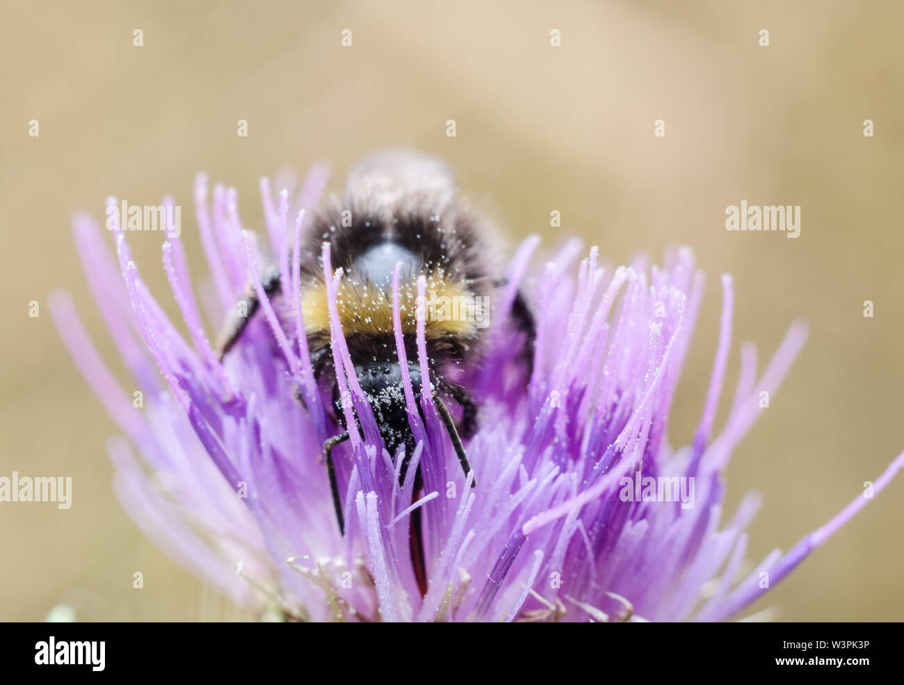 Bombus, Bombini, Bumblebee su un fiore viola Foto Stock
