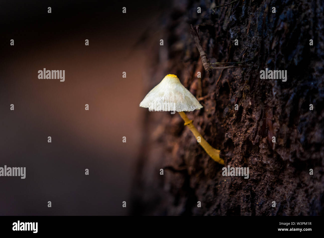 Primo piano vista sul piccolo singolo funghicoltura dal lato della corteccia del legno. Foto Stock