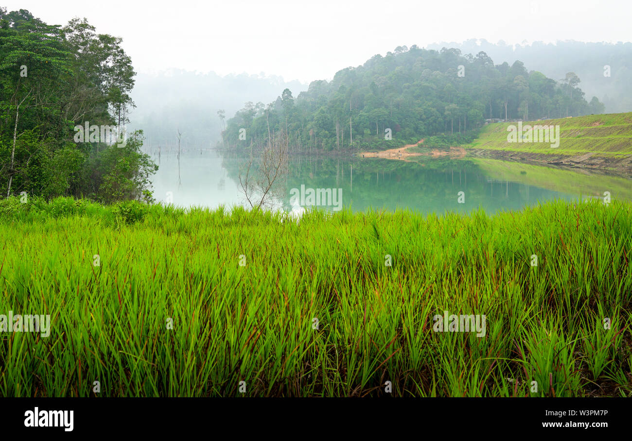 Verde Tropical jungle e il lago di paesaggio. Foschia mattutina, serena e pacifica. Foto Stock