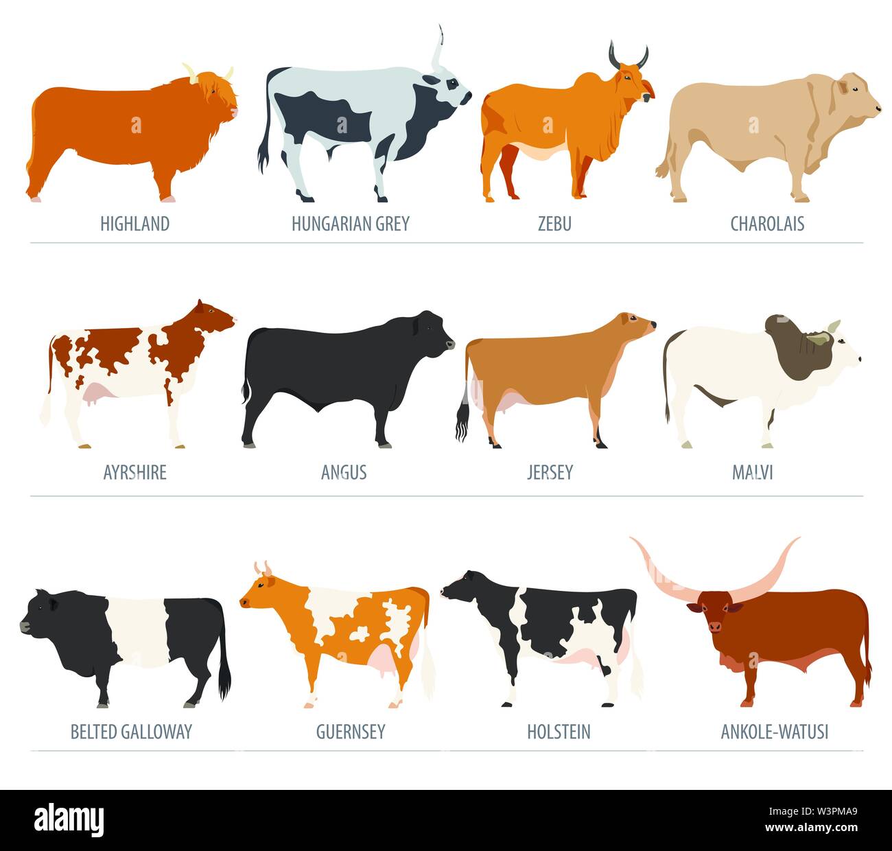Allevamento di bestiame agricolo. Vacca, i tori di razza icon set. Design piatto. Illustrazione Vettoriale Illustrazione Vettoriale
