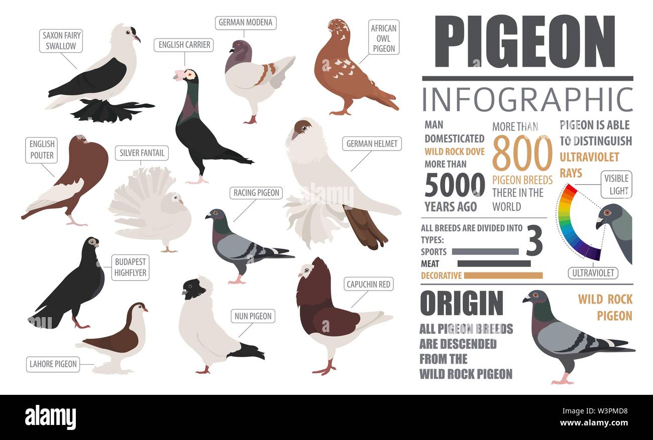 Gli allevamenti di pollame modello infografico. Allevamento di piccione. Design piatto. Illustrazione Vettoriale Illustrazione Vettoriale