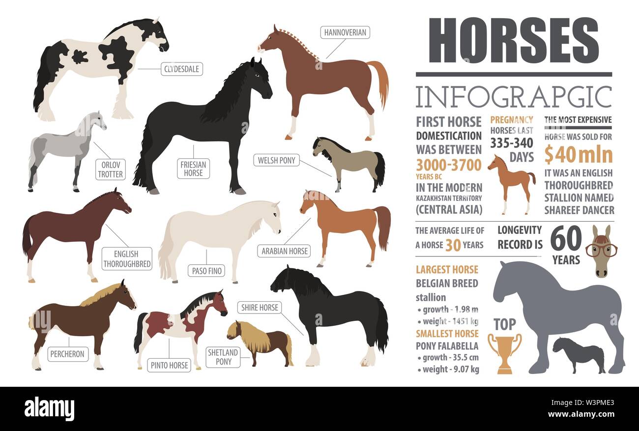 Allevamento di cavalli ed infografico modello. Animale della fattoria. Design piatto. Illustrazione Vettoriale Illustrazione Vettoriale