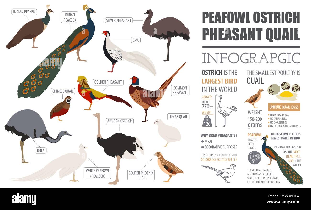 Gli allevamenti di pollame modello infografico. Peafowl, struzzo, fagiani, quaglie allevamento. Design piatto. Illustrazione Vettoriale Illustrazione Vettoriale