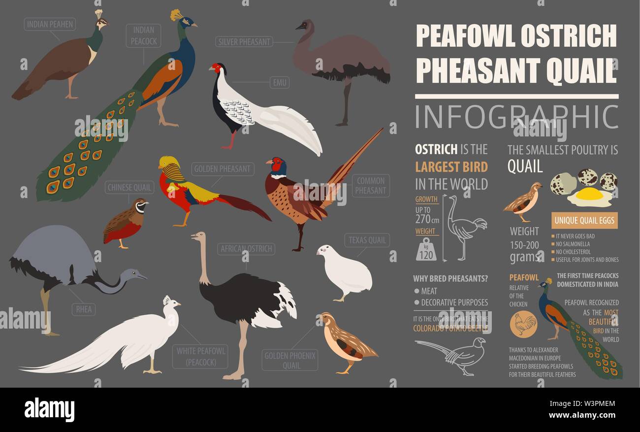 Gli allevamenti di pollame modello infografico. Peafowl, struzzo, fagiani, quaglie allevamento. Design piatto. Illustrazione Vettoriale Illustrazione Vettoriale