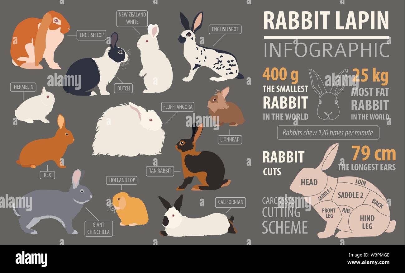 Coniglio, lapin razza modello infografico. Design piatto. Illustrazione Vettoriale Illustrazione Vettoriale