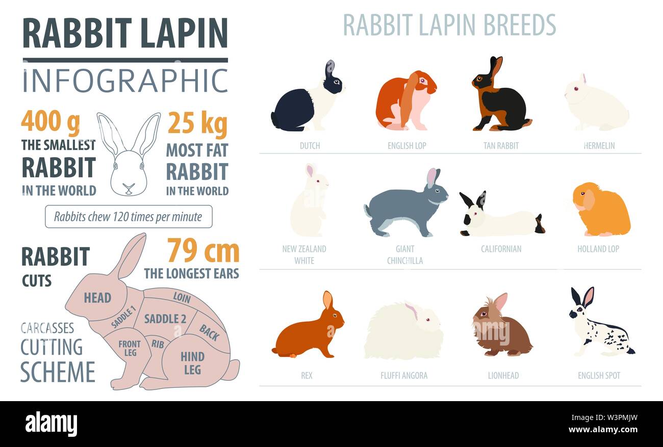 Coniglio, lapin razza modello infografico. Design piatto. Illustrazione Vettoriale Illustrazione Vettoriale