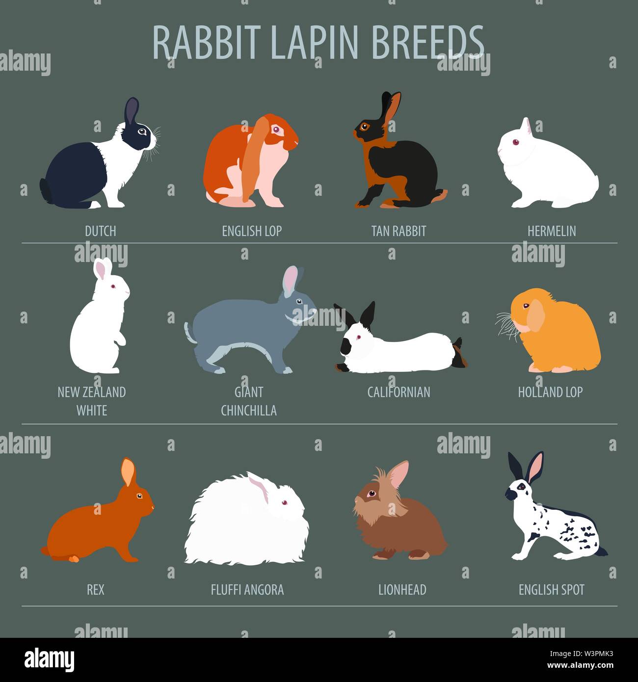 Coniglio, lapin razza icon set. Design piatto. Illustrazione Vettoriale Illustrazione Vettoriale