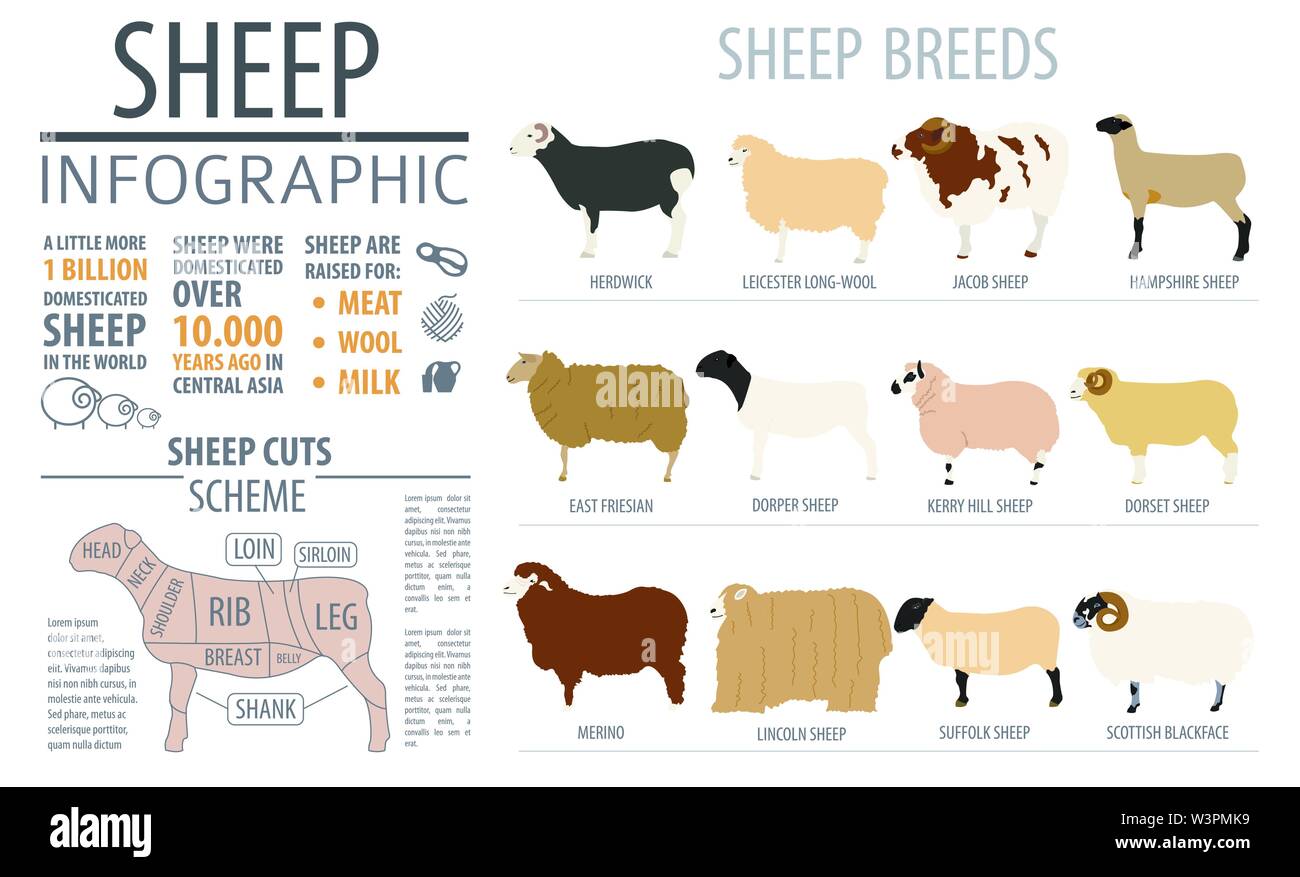 Razza di pecore modello infografico. Animale della fattoria. Design piatto. Illustrazione Vettoriale Illustrazione Vettoriale