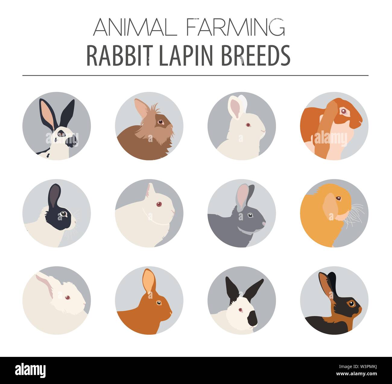 Coniglio, lapin razza icon set. Design piatto. Illustrazione Vettoriale Illustrazione Vettoriale