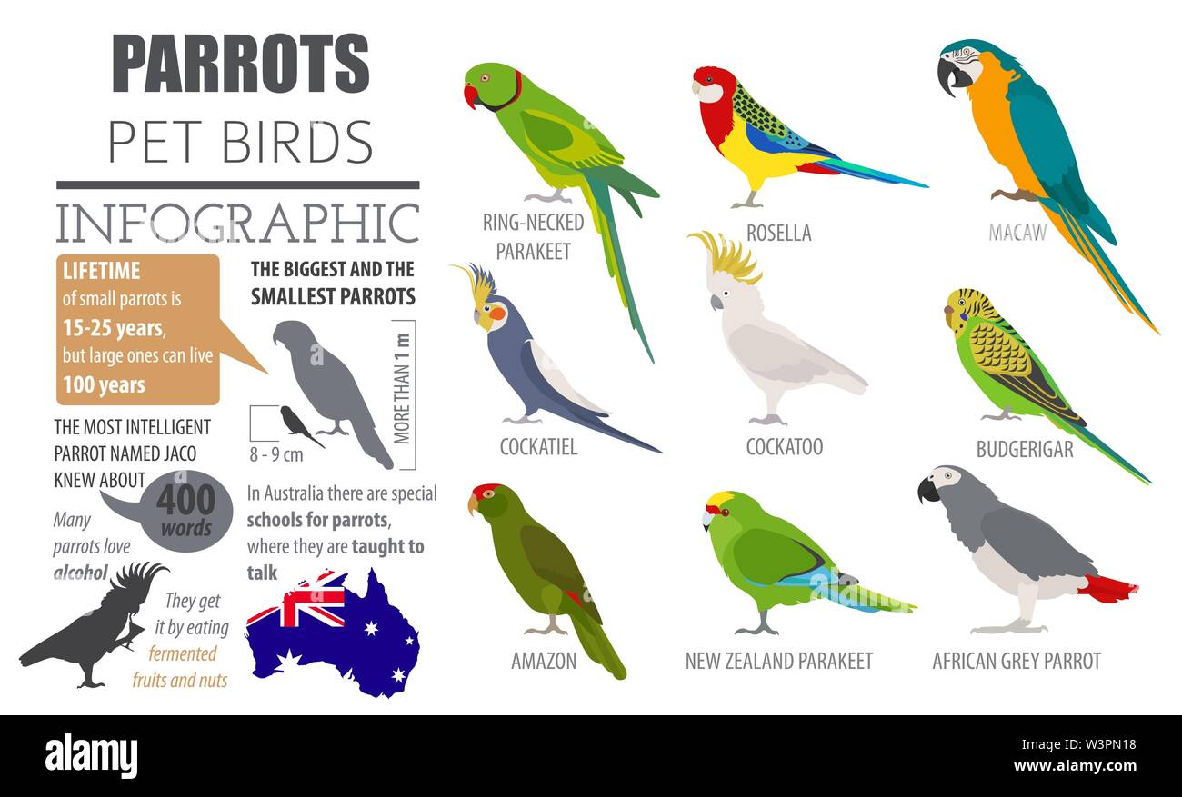 Razze di pappagallo il set di icone di stile di piatto isolato su bianco. Gli uccelli da compagnia raccolta. Per creare il proprio una infografica su animali domestici. Illustrazione Vettoriale Illustrazione Vettoriale