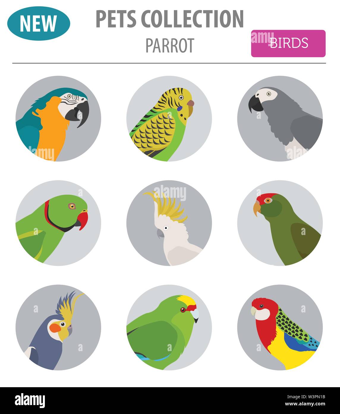 Razze di pappagallo il set di icone di stile di piatto isolato su bianco. Gli uccelli da compagnia raccolta. Per creare il proprio una infografica su animali domestici. Illustrazione Vettoriale Illustrazione Vettoriale