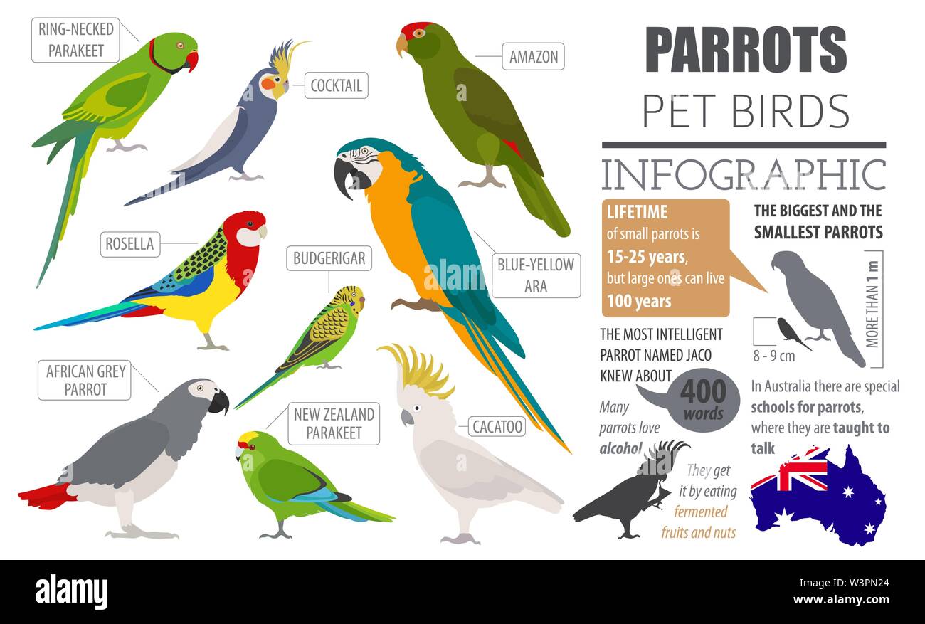 Razze di pappagallo il set di icone di stile di piatto isolato su bianco. Gli uccelli da compagnia raccolta. Per creare il proprio una infografica su animali domestici. Illustrazione Vettoriale Illustrazione Vettoriale