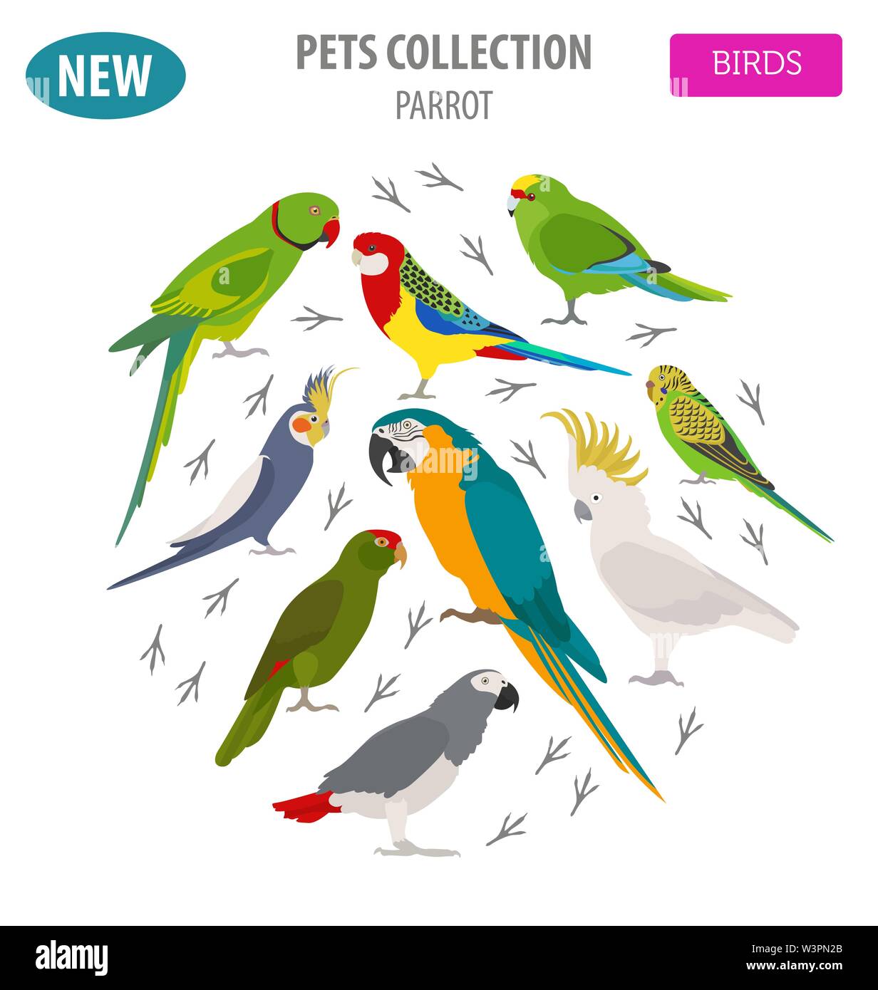 Razze di pappagallo il set di icone di stile di piatto isolato su bianco. Gli uccelli da compagnia raccolta. Per creare il proprio una infografica su animali domestici. Illustrazione Vettoriale Illustrazione Vettoriale