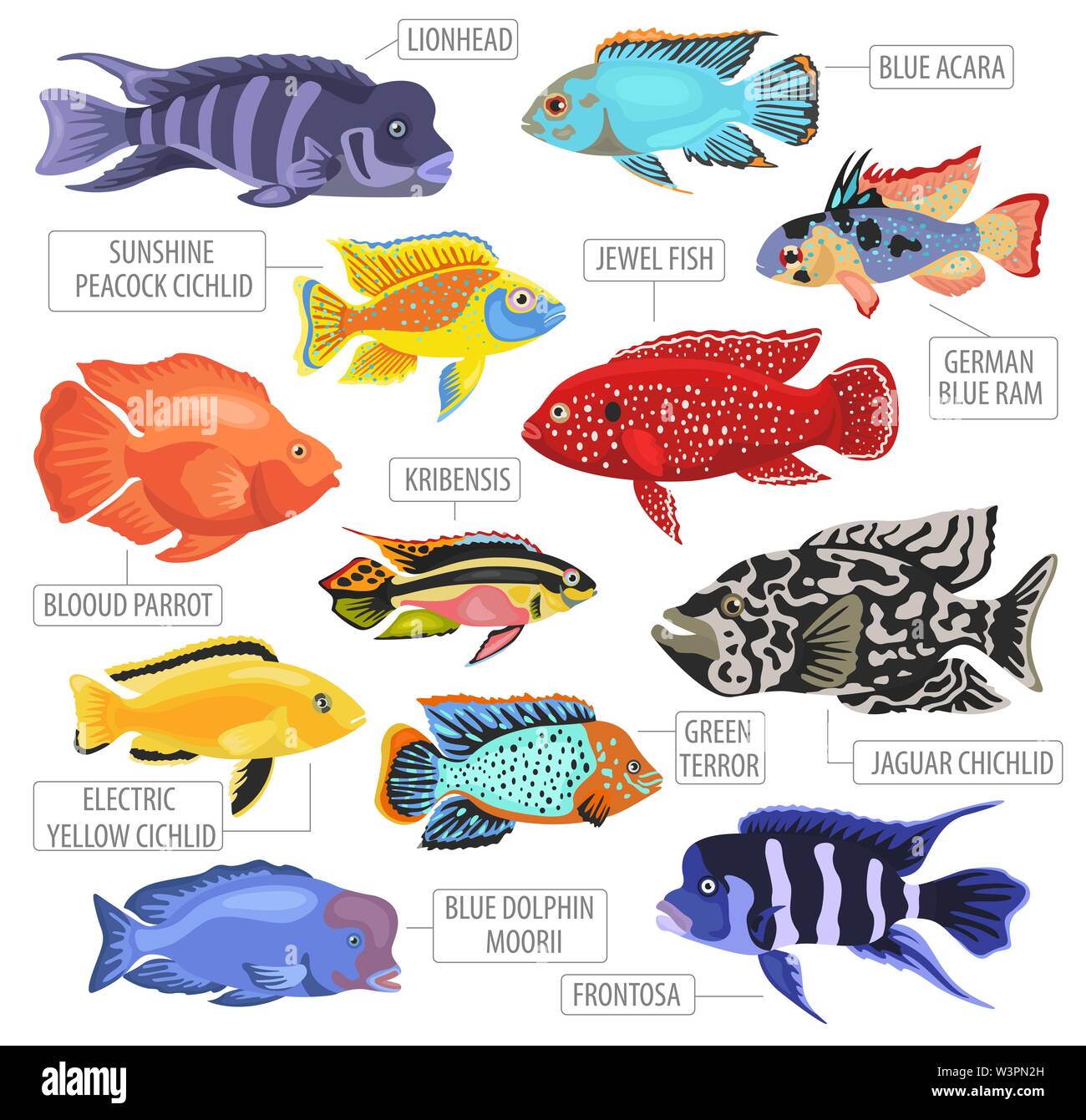 Acquario di acqua dolce razze pesci il set di icone di stile di piatto isolato su bianco. Cichlids. Per creare il proprio una infografica su animali domestici. Illustrazione Vettoriale Illustrazione Vettoriale