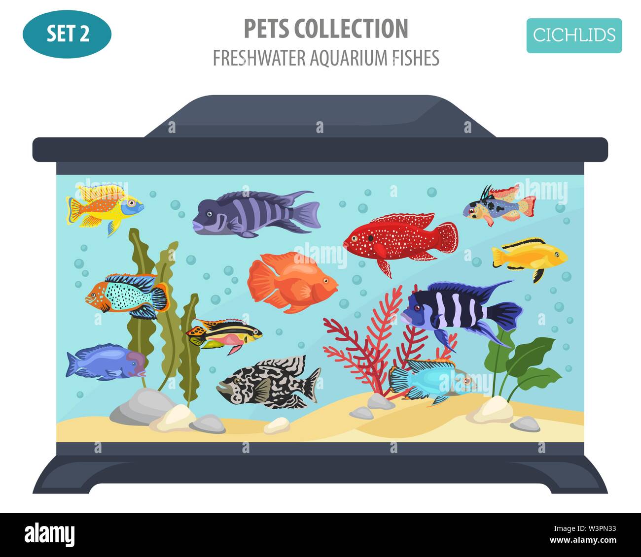 Acquario di acqua dolce razze pesci il set di icone di stile di piatto isolato su bianco. Cichlids. Per creare il proprio una infografica su animali domestici. Illustrazione Vettoriale Illustrazione Vettoriale