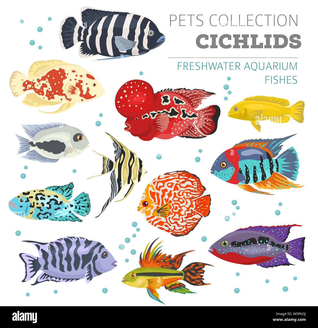 Acquario di acqua dolce razze pesci il set di icone di stile di piatto isolato su bianco. Cichlids. Per creare il proprio una infografica su animali domestici. Illustrazione Vettoriale Illustrazione Vettoriale