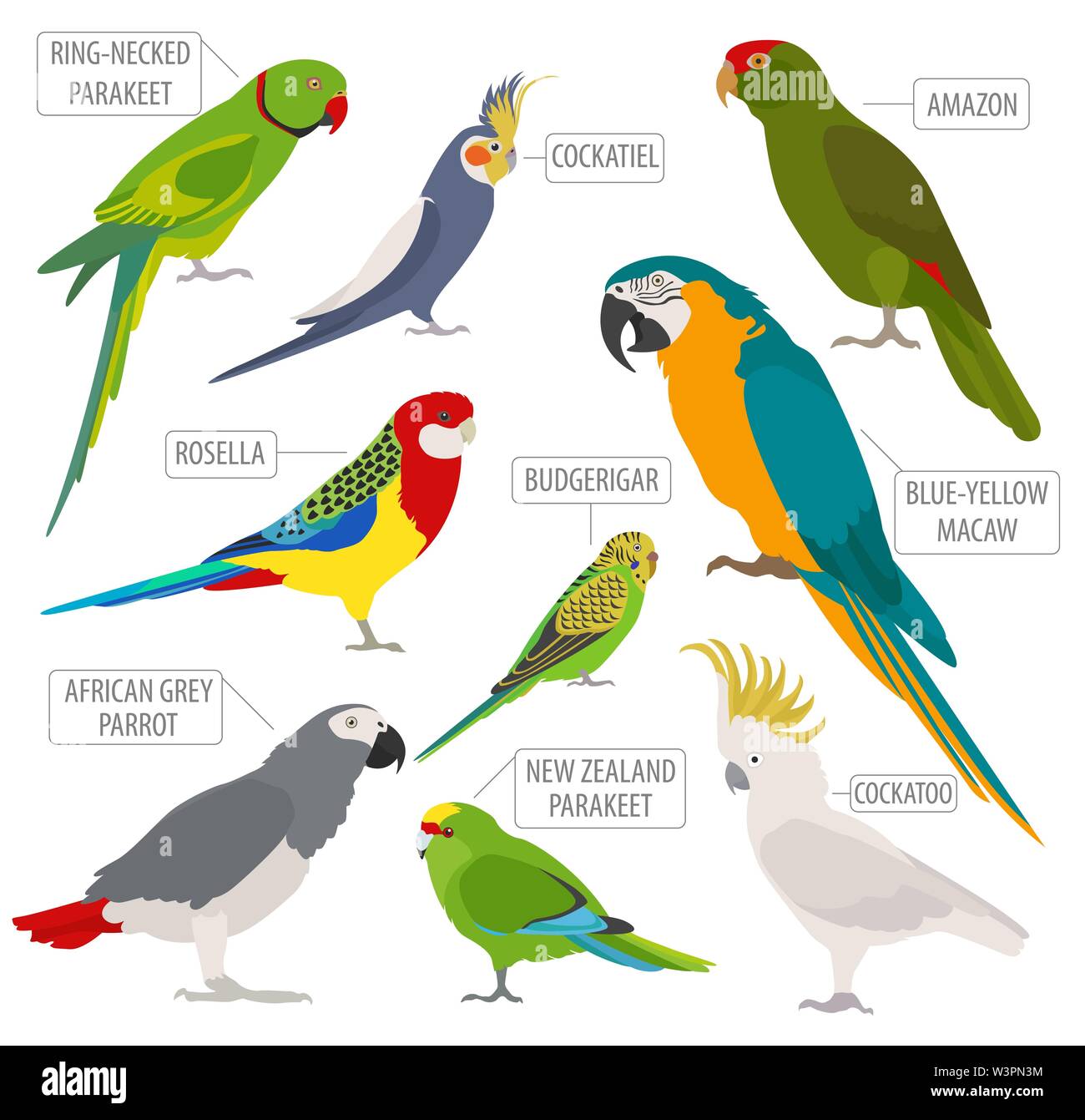 Razze di pappagallo il set di icone di stile di piatto isolato su bianco. Gli uccelli da compagnia raccolta. Per creare il proprio una infografica su animali domestici. Illustrazione Vettoriale Illustrazione Vettoriale