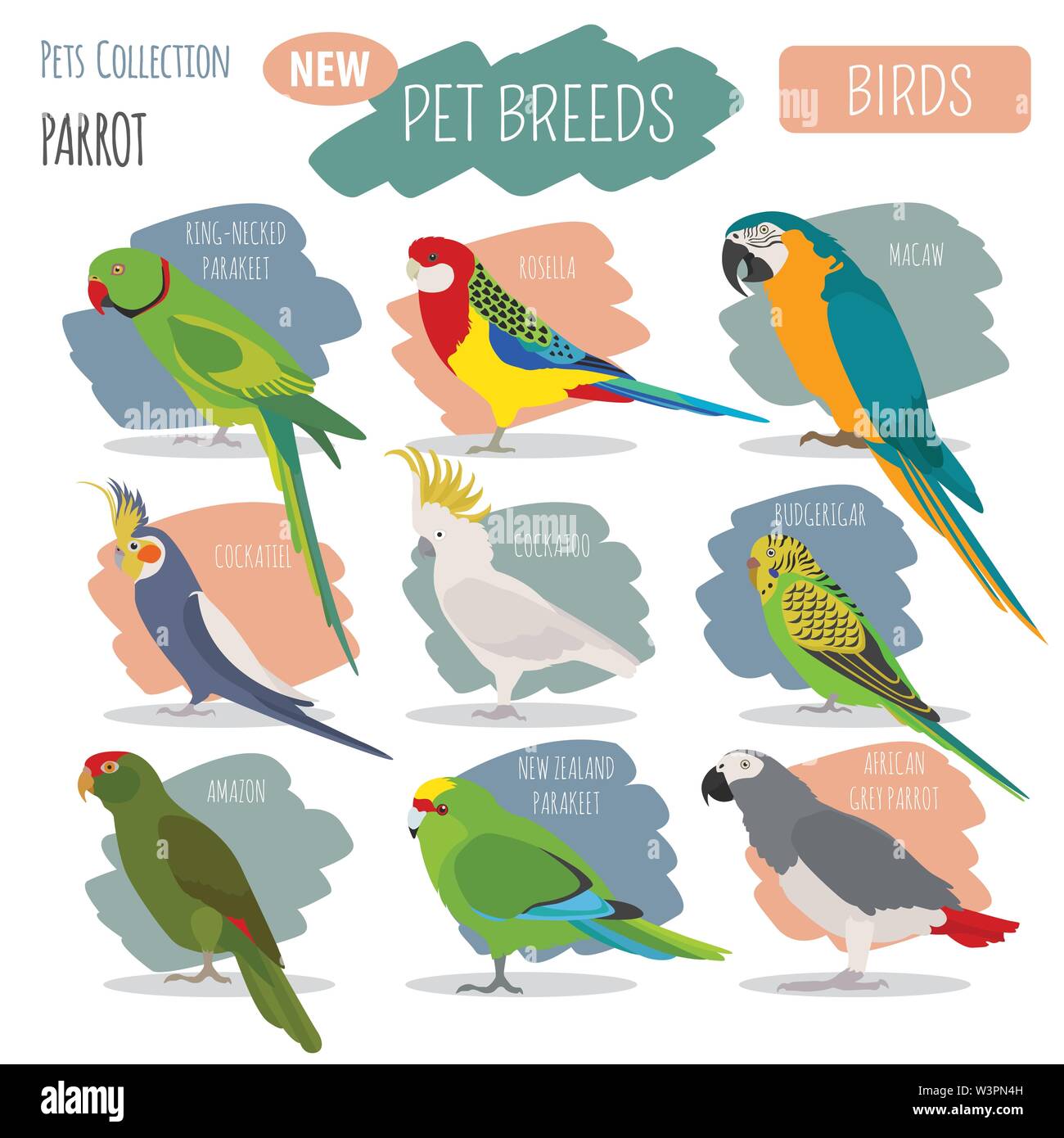 Razze di pappagallo il set di icone di stile di piatto isolato su bianco. Gli uccelli da compagnia raccolta. Per creare il proprio una infografica su animali domestici. Illustrazione Vettoriale Illustrazione Vettoriale