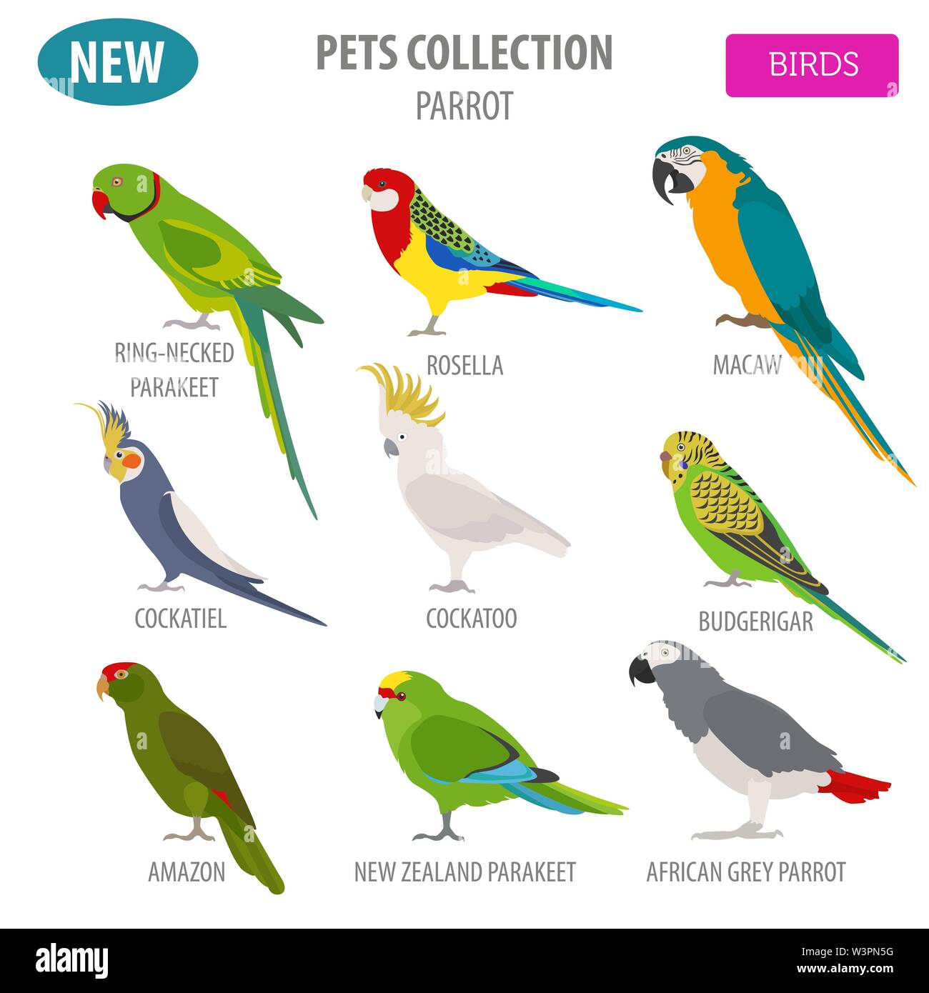 Razze di pappagallo il set di icone di stile di piatto isolato su bianco. Gli uccelli da compagnia raccolta. Per creare il proprio una infografica su animali domestici. Illustrazione Vettoriale Illustrazione Vettoriale