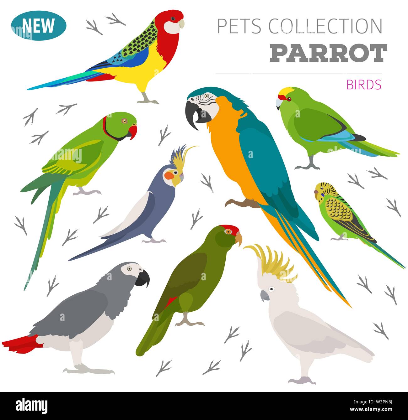 Razze di pappagallo il set di icone di stile di piatto isolato su bianco. Gli uccelli da compagnia raccolta. Per creare il proprio una infografica su animali domestici. Illustrazione Vettoriale Illustrazione Vettoriale