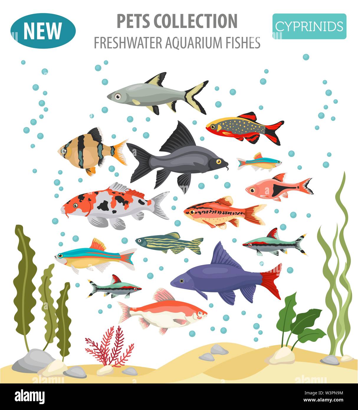 Acquario di acqua dolce razze pesci il set di icone di stile di piatto isolato su bianco. Ciprinidi. Per creare il proprio una infografica su animali domestici. Illustrazione Vettoriale Illustrazione Vettoriale