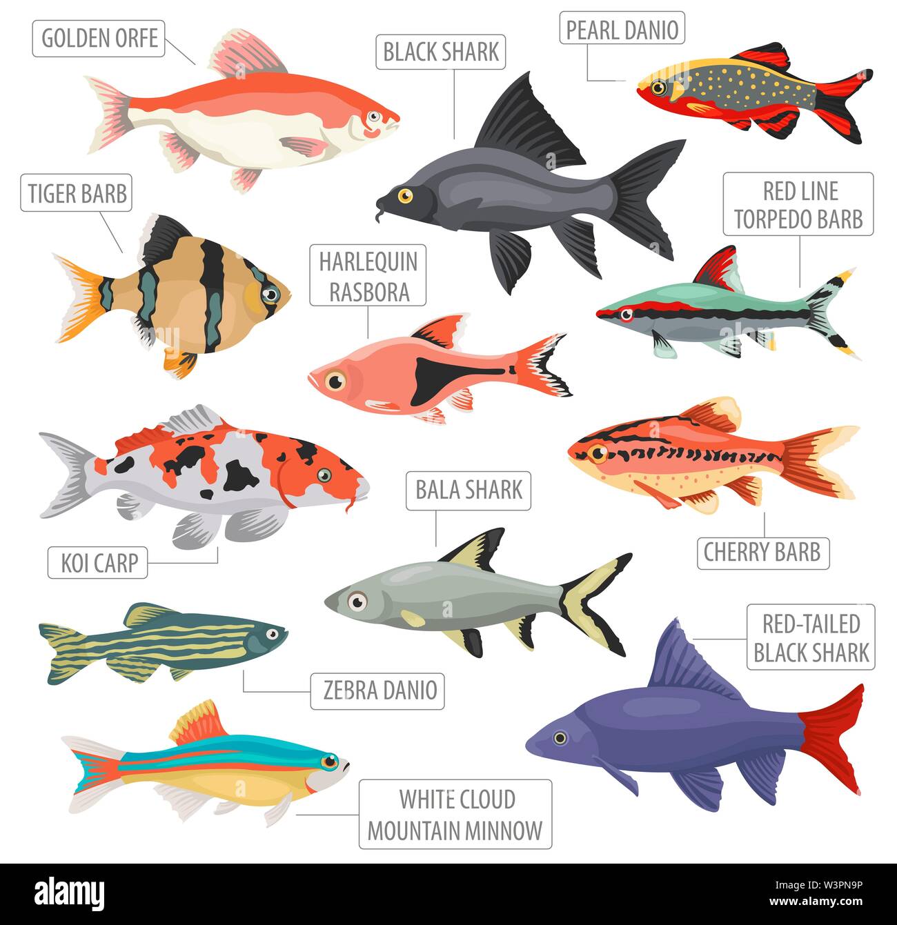 Acquario di acqua dolce razze pesci il set di icone di stile di piatto isolato su bianco. Ciprinidi. Per creare il proprio una infografica su animali domestici. Illustrazione Vettoriale Illustrazione Vettoriale