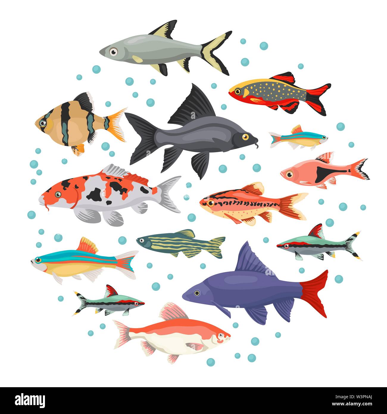 Acquario di acqua dolce razze pesci il set di icone di stile di piatto isolato su bianco. Ciprinidi. Per creare il proprio una infografica su animali domestici. Illustrazione Vettoriale Illustrazione Vettoriale