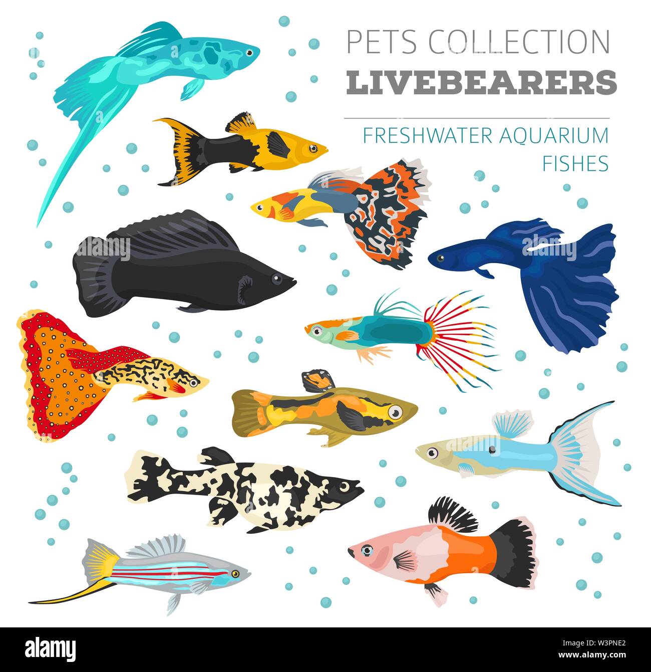 Pesci di acqua dolce razze il set di icone di stile di piatto isolato su bianco. Live-cuscinetto pesci di acquario. Per creare il proprio una infografica su animali domestici. Illustrazione Vettoriale Illustrazione Vettoriale