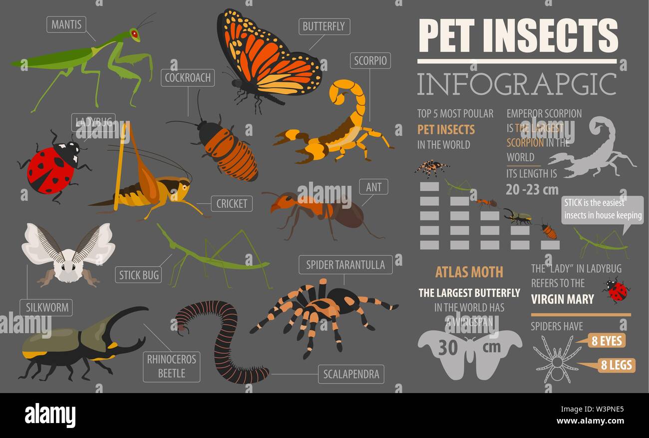 Pet razze di insetti il set di icone di stile di piatto isolato su bianco. Casa mantenendo i bug, coleotteri, bastoncini, ragni e altre collezioni. Per creare il proprio una infografica ab Illustrazione Vettoriale