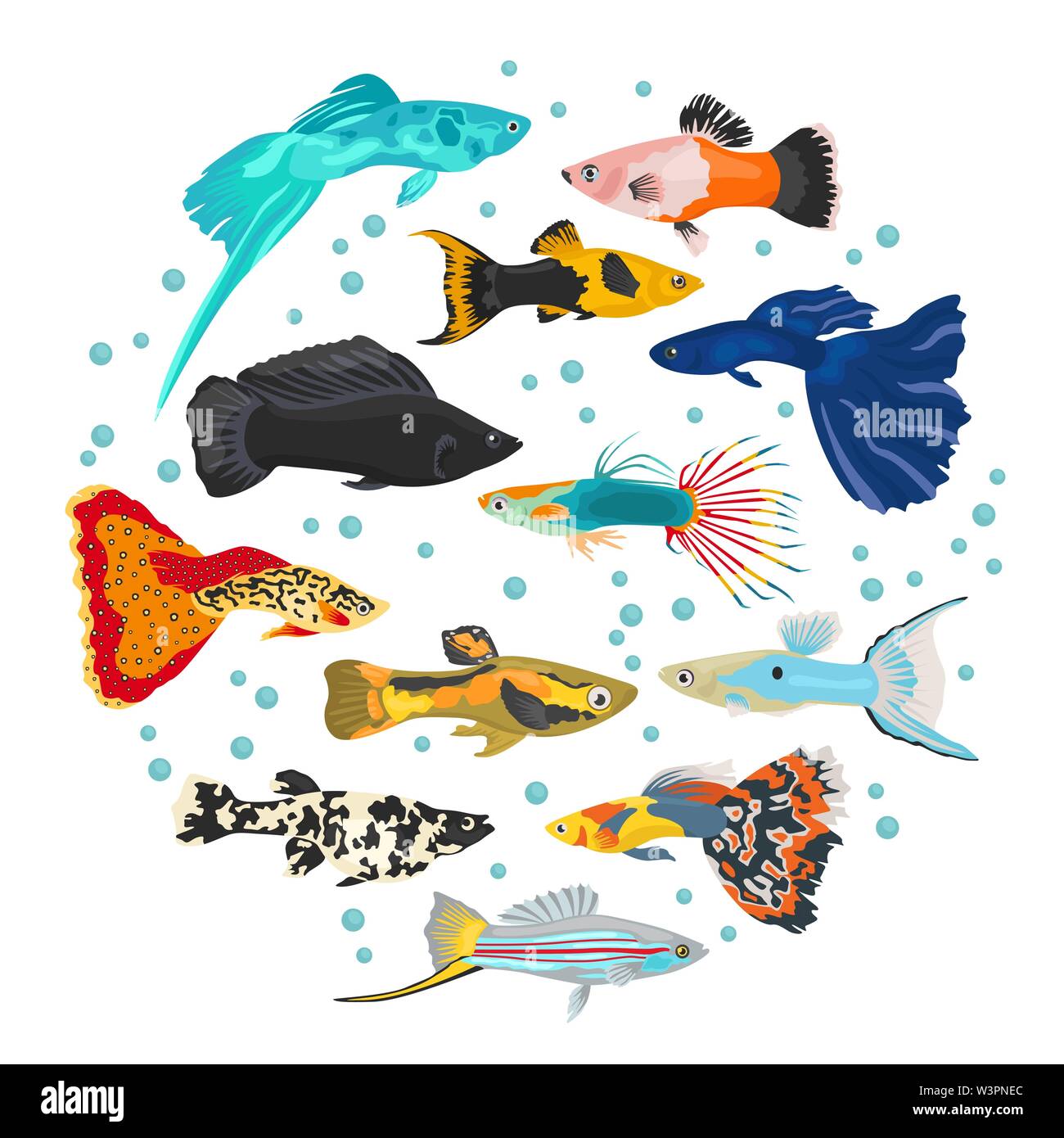 Pesci di acqua dolce razze il set di icone di stile di piatto isolato su bianco. Live-cuscinetto pesci di acquario. Per creare il proprio una infografica su animali domestici. Illustrazione Vettoriale Illustrazione Vettoriale