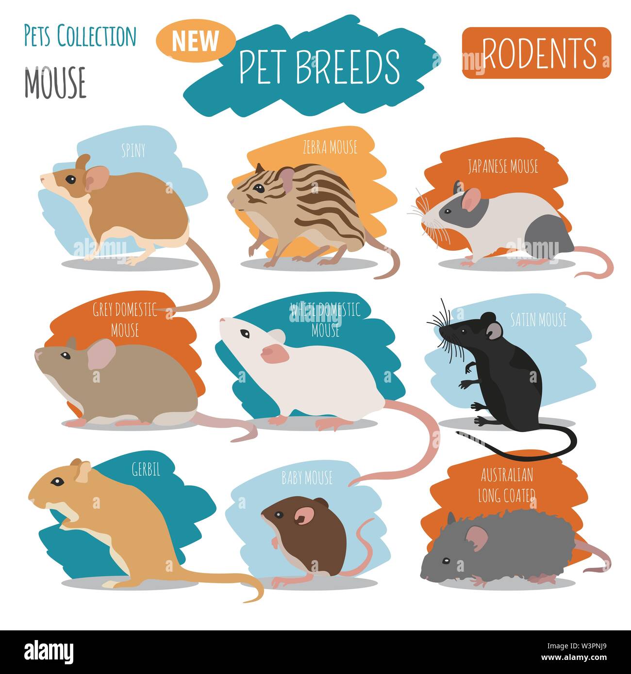 Razze di topi il set di icone di stile di piatto isolato su bianco. Mouse roditori collezione. Per creare il proprio una infografica su animali domestici. Illustrazione Vettoriale Illustrazione Vettoriale