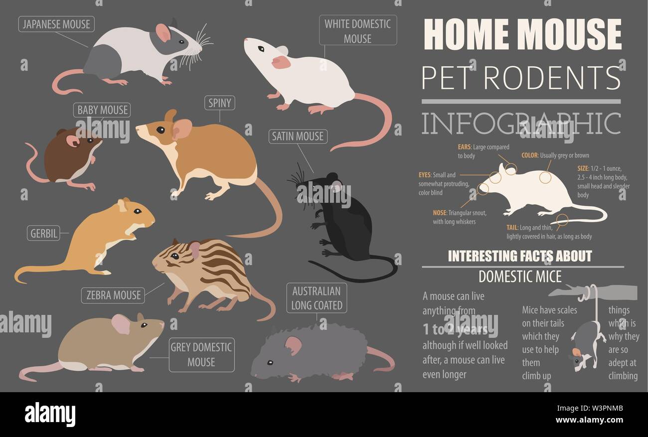Razze di topi il set di icone di stile di piatto isolato su bianco. Mouse roditori collezione. Per creare il proprio una infografica su animali domestici. Illustrazione Vettoriale Illustrazione Vettoriale