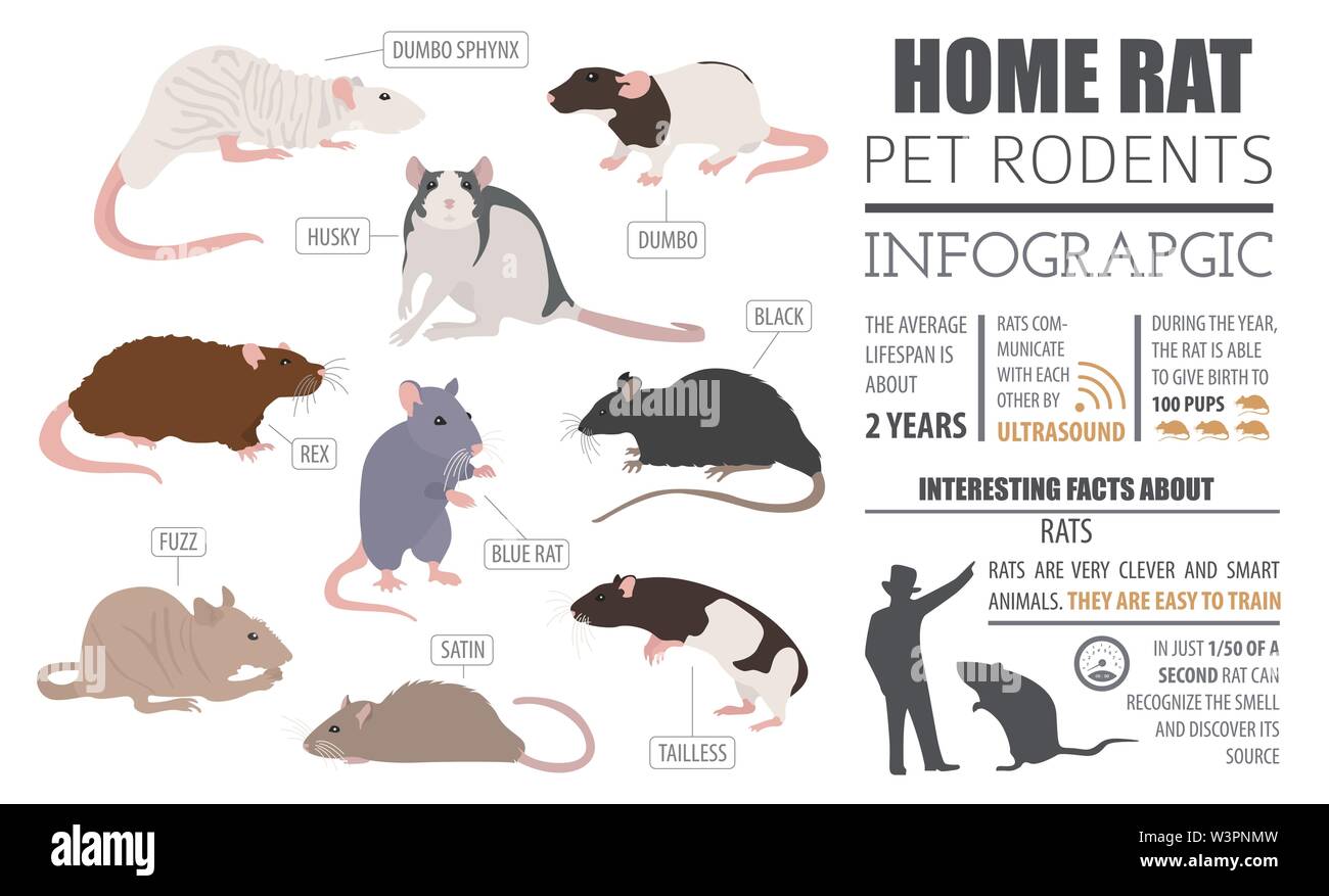 Razze di ratto ed infografico modello, il set di icone di stile di piatto isolato. Animali roditori collezione. Per creare il proprio una infografica su animali domestici. Illustrazione Vettoriale Illustrazione Vettoriale
